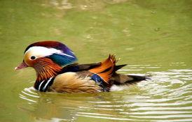 只羡鸳鸯不羡仙,人间情缘胜仙境